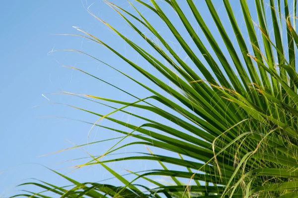 Blad Palmer Himmel Bakgrund — Stockfoto