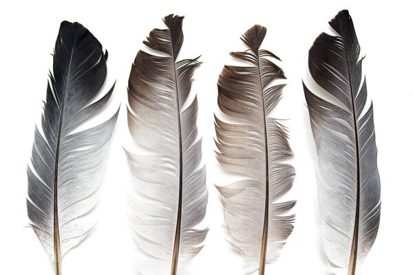 gray pigeon feather on a white background