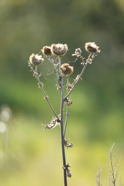 Rundan Ryggraden Närbild Natur — Stockfoto