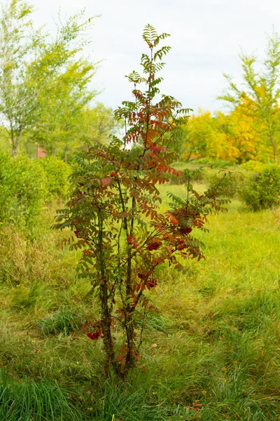 Foresta Autunnale Alberi Decidui Paesaggio — Foto Stock