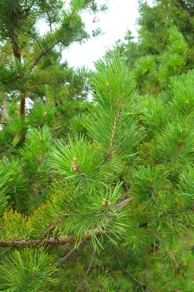 Las Agujas Grandes Verdes Del Abeto Arbóreo —  Fotos de Stock