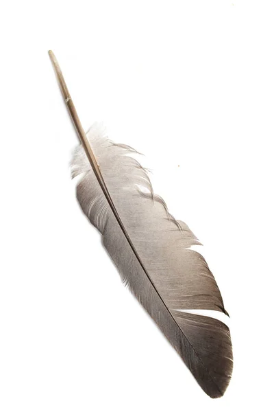 Pluma Paloma Gris Sobre Fondo Blanco — Foto de Stock