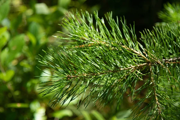 Groene Sparren Takken Close Zomer — Stockfoto