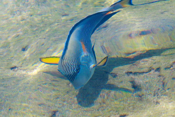 Vista Superior Los Peces Arrecife Desenfocado Por Agua — Foto de Stock