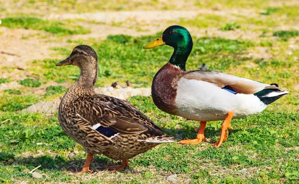 Vilda Ankor Grön Äng — Stockfoto