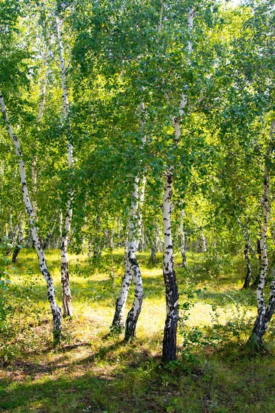Björk Skog Sommaren Natur Landskap — Stockfoto