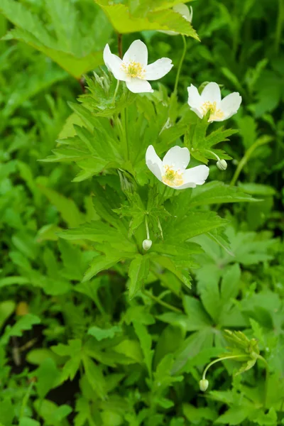 Vita Blommor Vitsippa Eller Windflower Grönt Bladverk — Stockfoto