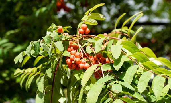 Rowan Tree Summer Ripe Red Berries — Stock Photo, Image