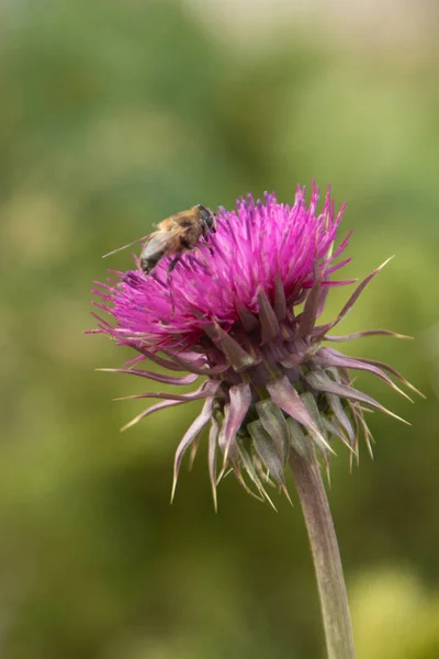 Flor Cardo Primer Plano Naturaleza — Foto de Stock