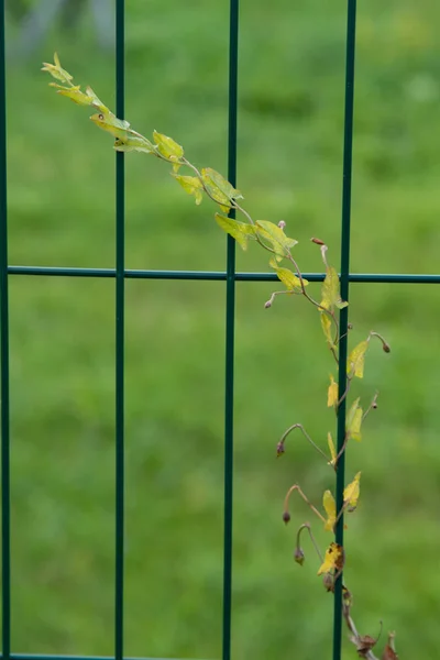 Green Weed Growing Metal Grid Fence Nature — Stock Photo, Image