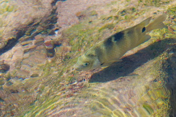 reef fish top view, defocused by water