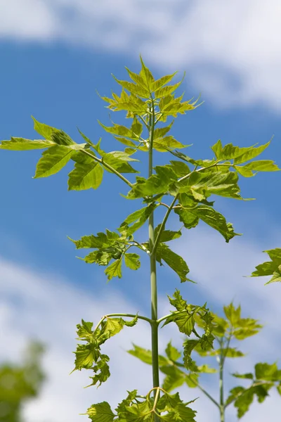 Gröna Löv Mot Blå Himmel Bakgrund — Stockfoto