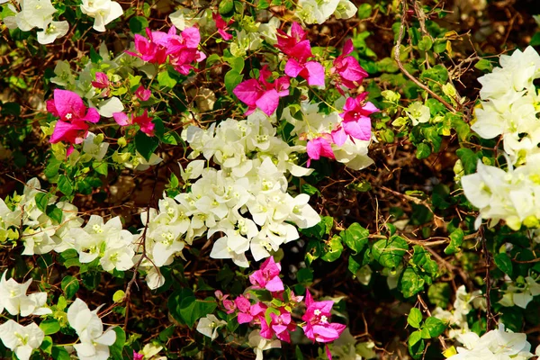 Heldere Bloemen Van Bougainvillea Landschap — Stockfoto