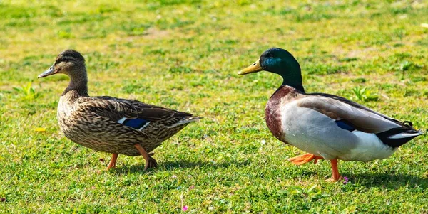 Canards Sauvages Sur Une Prairie Verte — Photo