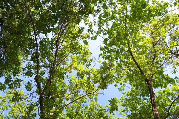 Hojas Verdes Árbol Desde Abajo Hasta Cielo — Foto de Stock