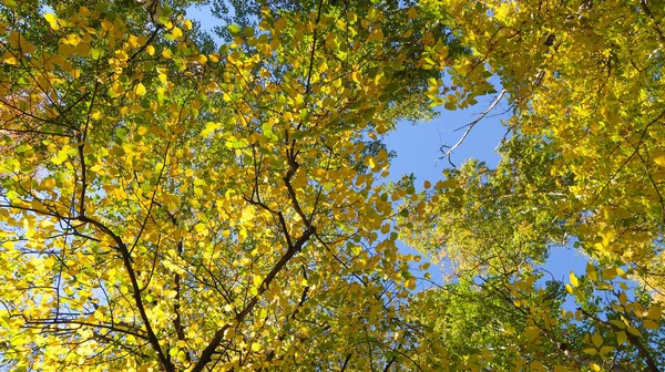 树叶从下面到天空 秋天的风景 — 图库照片