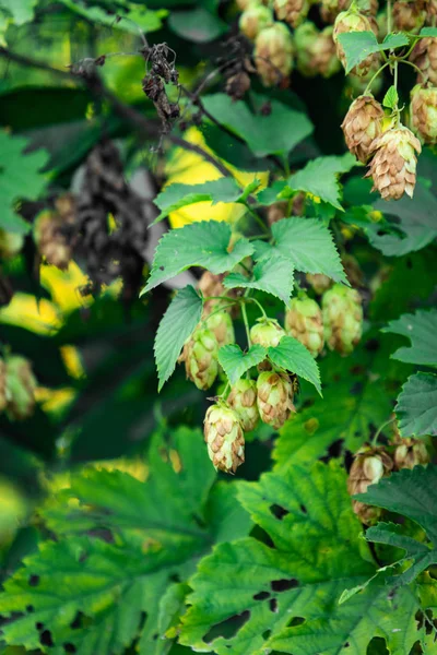 Plants Hops Ripe Nature — Stock Photo, Image