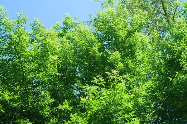 Árboles Verdes Contra Vista Del Cielo Azul Desde Parte Inferior —  Fotos de Stock