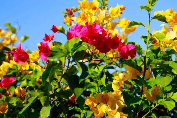 Heldere Bloemen Van Bougainvillea Landschap — Stockfoto