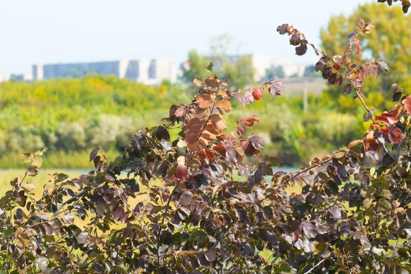 Feuilles Automne Multicolores Sur Paysage Arbres — Photo