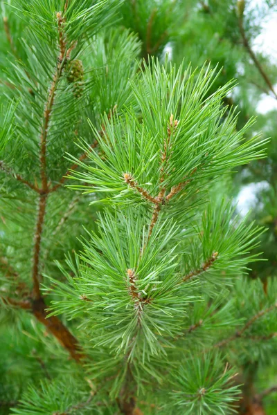 Grandes Aiguilles Vertes Arbre Épicéa — Photo