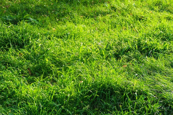 Green Grass Close Background — Stock Photo, Image