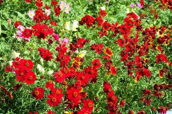 Coreopsis Tintura Flores Natureza — Fotografia de Stock