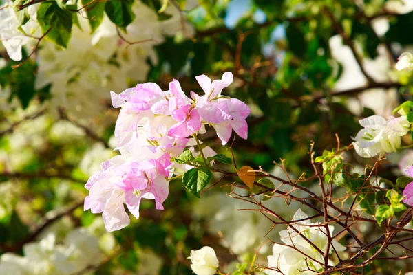 Heldere Bloemen Van Bougainvillea Landschap — Stockfoto