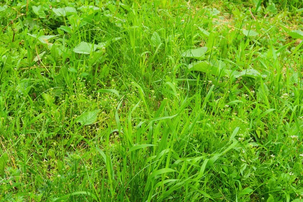 Saftiga Gröna Högt Gräs Fält — Stockfoto