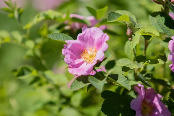 Wild Rose Heupen Landschap Close — Stockfoto
