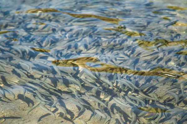 Ikan Kecil Mengapung Air Tumbuh Laut — Stok Foto