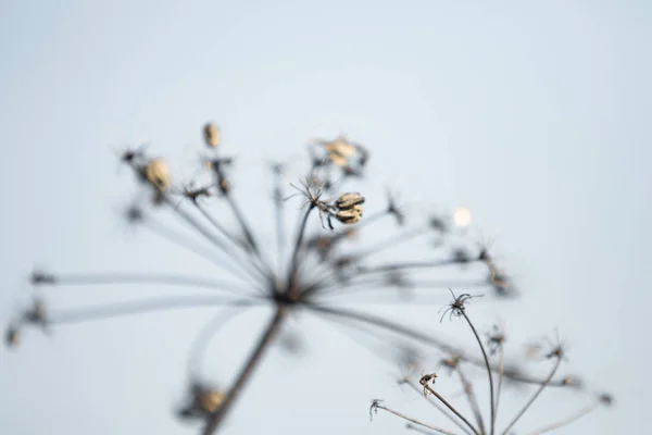 Torra Persilja Blommor Naturen — Stockfoto