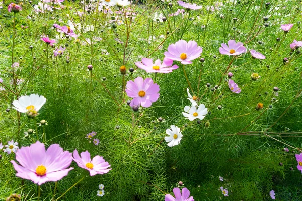 Cosmos Flores Naturaleza Primer Plano Paisaje — Foto de Stock