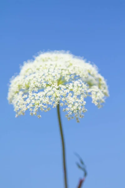 Blume Des Aegopodium Auf Blauem Himmelshintergrund — Stockfoto
