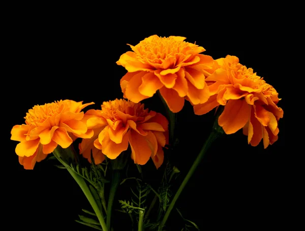 Tagetes Flowers Isolated Black Background — Stock Photo, Image