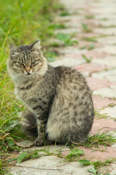 可爱的猫户外性质 — 图库照片