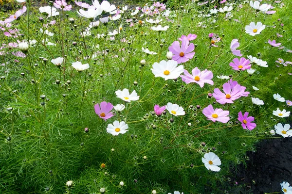 Cosmos Flores Naturaleza Primer Plano Paisaje — Foto de Stock