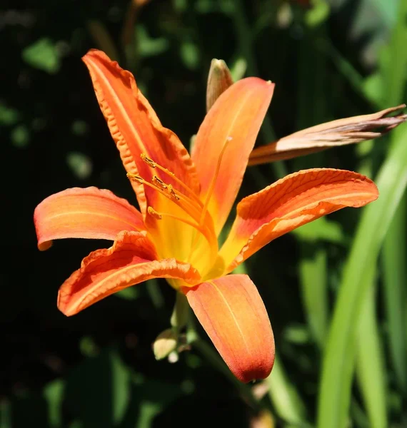 Fiore Giglio Arancione Natura — Foto Stock