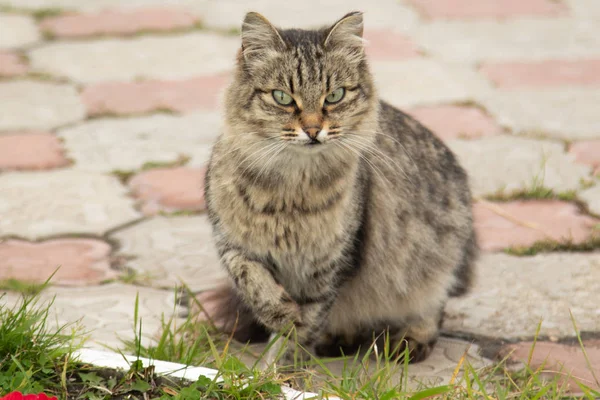 可爱的猫户外性质 — 图库照片