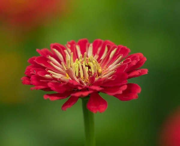 Flor Roja Cerca —  Fotos de Stock