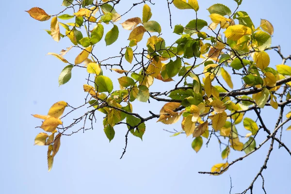 Autumn Yellow Green Leaves Close Landscape — Stock Photo, Image