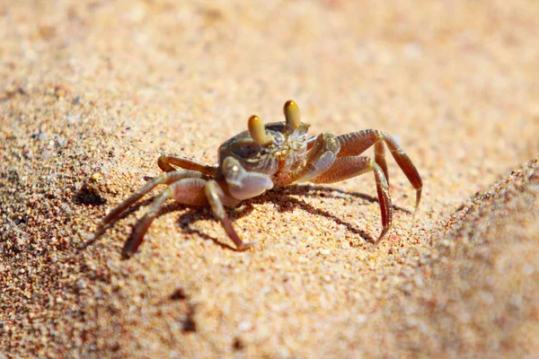 Crabe Sable Sur Sable Dans Les Terriers — Photo