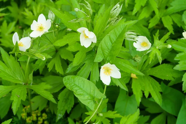 Vita Blommor Vitsippa Eller Windflower Grönt Bladverk — Stockfoto
