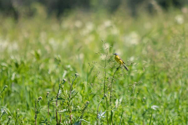 Goldfinch Americano Grama Verde — Fotografia de Stock