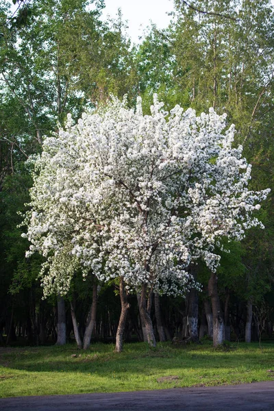 Melo Fiore Paesaggio Della Natura — Foto Stock