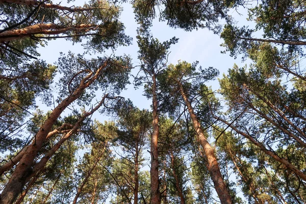Borovice Lesní Pohled Zdola Obloze — Stock fotografie