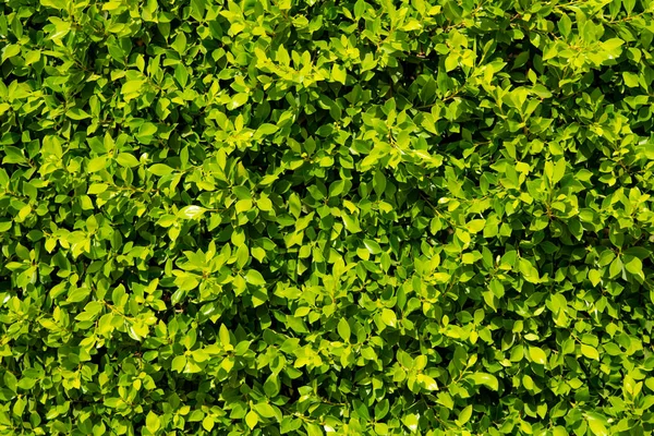 Fundo Folhas Verdes Ficus — Fotografia de Stock