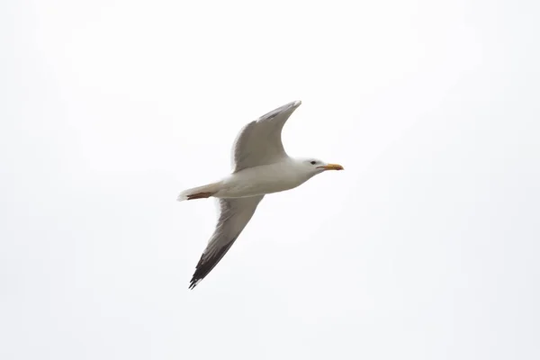 Mouette Dans Ciel — Photo