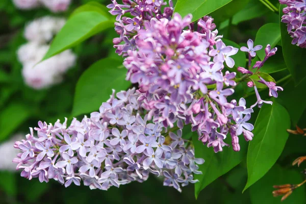 bir ağaç üzerinde parlak Lila çiçek