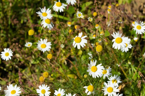 Kamille Blüht Feldlandschaft — Stockfoto